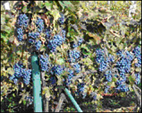 Grapes in an Upper Hungary Vineyard